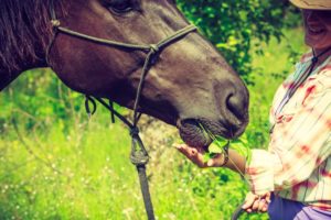Equine Therapy for drug and alcohol rehabilitation