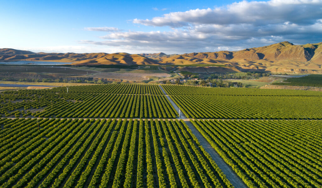 Olive Plantation in Bakersfield, California. Beautiful Sunset Li