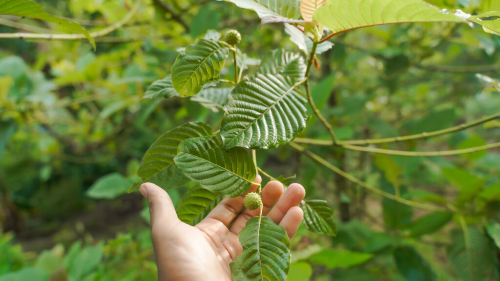 Is Kratom Legal in California